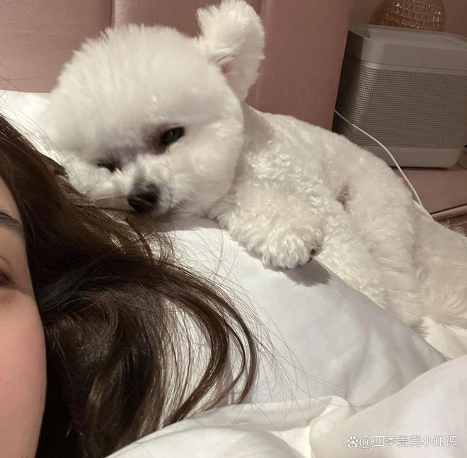 位解析：从品种特性到科学饲养pg试玩关于四季贵宾犬的全方(图2)