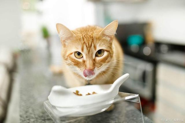 能要吗？这样救安全省心不浪费pg模拟器S生肉让猫啃了还