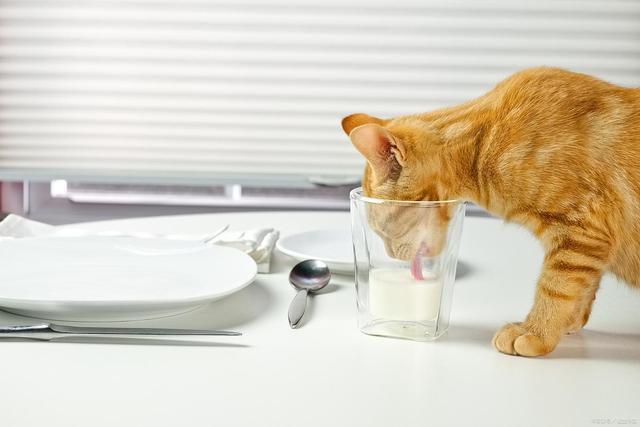 能要吗?这样救安全省心不浪费pg模拟器S生肉让猫啃了还(图4) 能要吗?这样救安全省心不浪费pg模拟器S生肉让猫啃了还(图4)