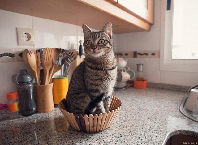 能要吗?这样救安全省心不浪费pg模拟器S生肉让猫啃了还(图3) 能要吗?这样救安全省心不浪费pg模拟器S生肉让猫啃了还(图3)