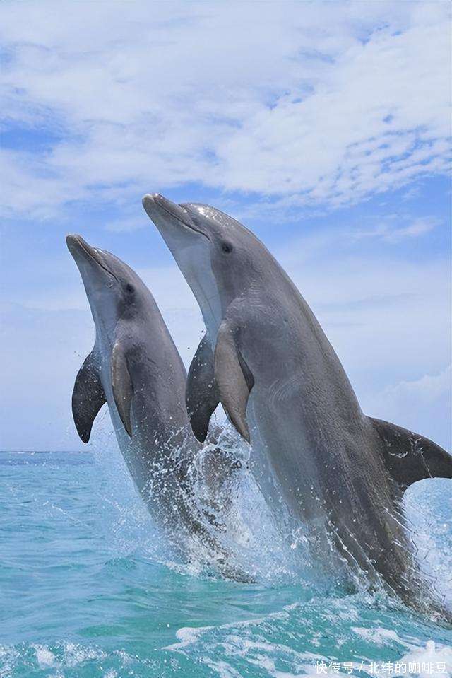 海豚天团手机拍出 海洋版时尚大片电子pg游戏突发！李现潜水偶遇(图4)